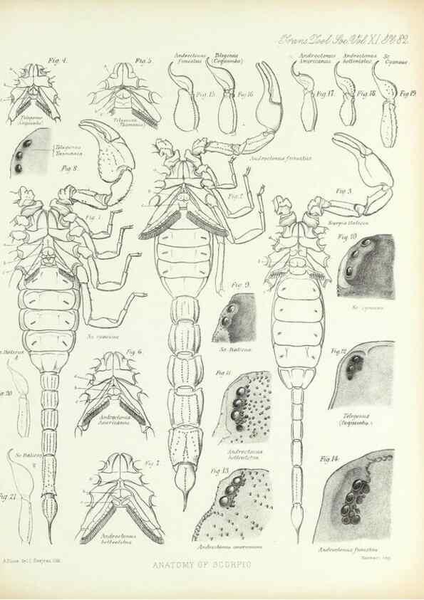 Reproducción/Reproduction 9563288890: On the muscular and endoskeletal systems of Limulus and Scorpio;. n.p.[1883?]