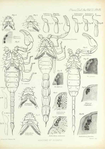 Reproducción/Reproduction 9563288890: On the muscular and endoskeletal systems of Limulus and Scorpio;. n.p.[1883?]