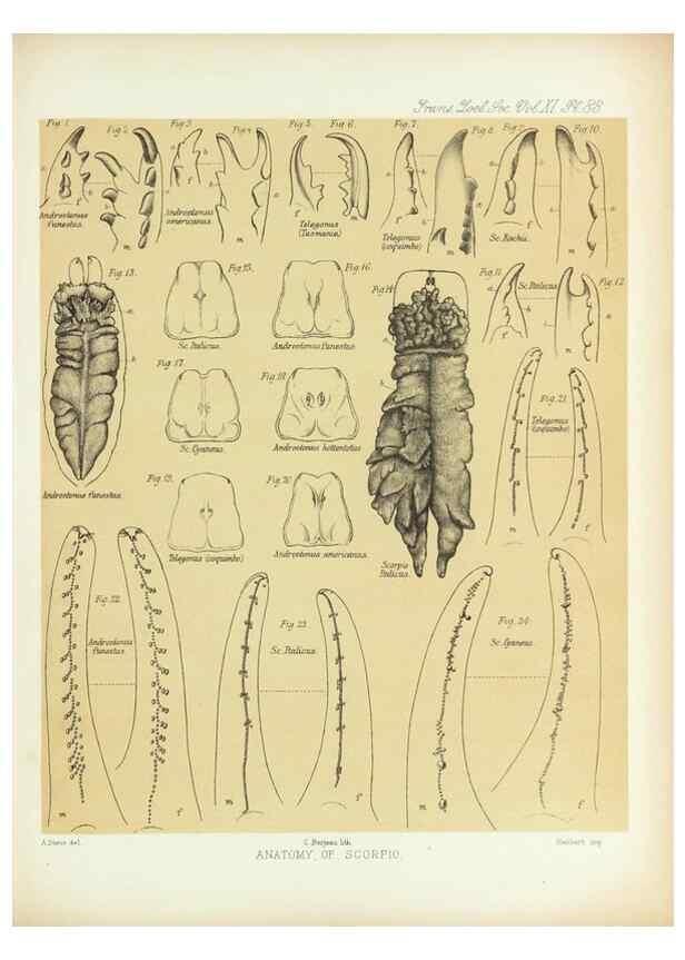 Reproducción/Reproduction 9563289864: On the muscular and endoskeletal systems of Limulus and Scorpio;. n.p.[1883?]