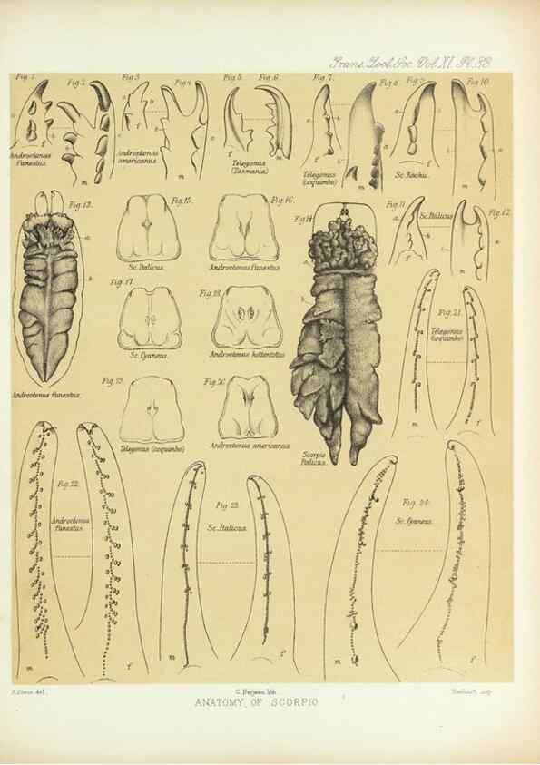 Reproducción/Reproduction 9563289864: On the muscular and endoskeletal systems of Limulus and Scorpio;. n.p.[1883?]