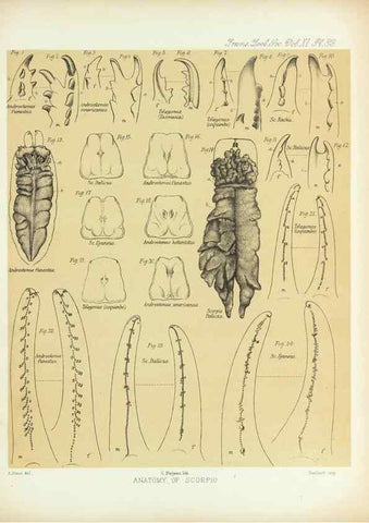 Reproducción/Reproduction 9563289864: On the muscular and endoskeletal systems of Limulus and Scorpio;. n.p.[1883?]