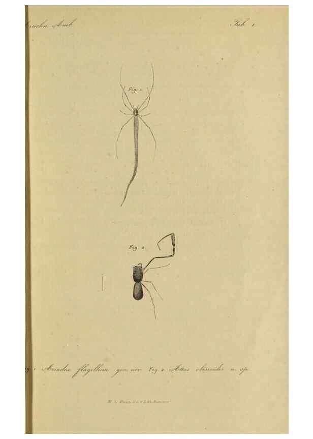Reproducción/Reproduction 9596715113: Bijdrage tot de kennis der arachniden van den Indischen archipel.. Batavia,1857-[1859]
