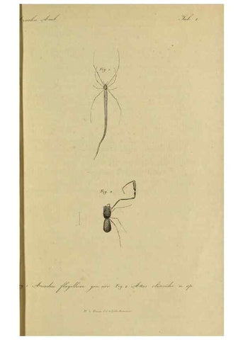 Reproducción/Reproduction 9596715113: Bijdrage tot de kennis der arachniden van den Indischen archipel.. Batavia,1857-[1859]