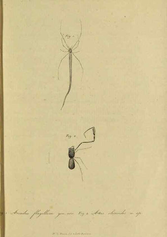 Reproducción/Reproduction 9596715113: Bijdrage tot de kennis der arachniden van den Indischen archipel.. Batavia,1857-[1859]