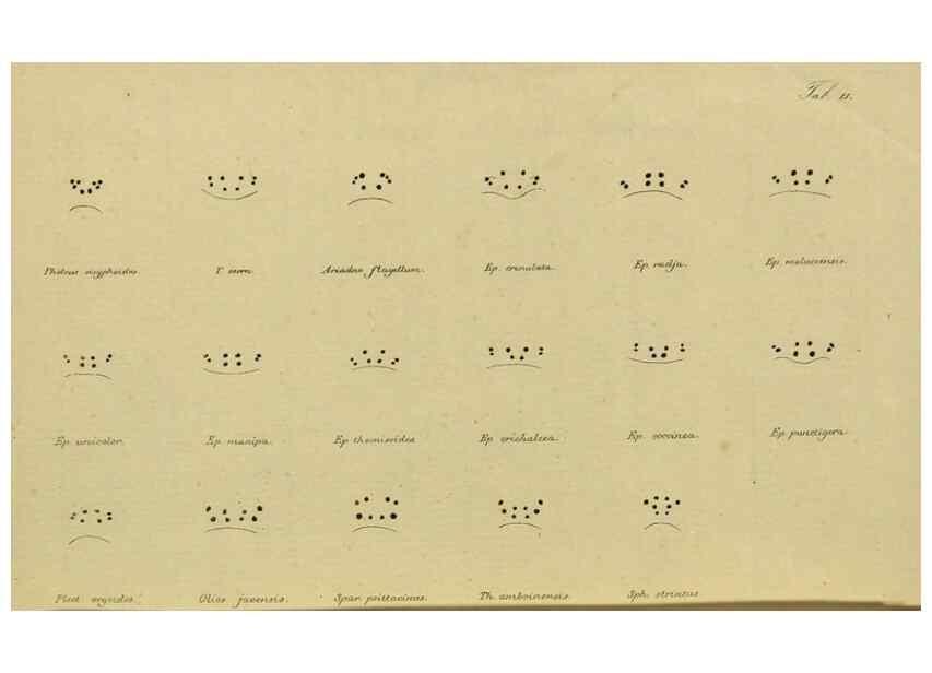 Reproducción/Reproduction 9596715897: Bijdrage tot de kennis der arachniden van den Indischen archipel.. Batavia,1857-[1859]