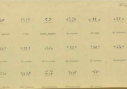 Reproducción/Reproduction 9596715897: Bijdrage tot de kennis der arachniden van den Indischen archipel.. Batavia,1857-[1859]