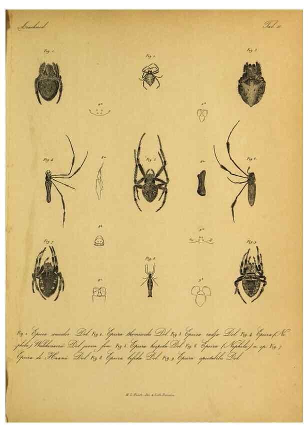 Reproducción/Reproduction 9596717303: Bijdrage tot de kennis der arachniden van den Indischen archipel.. Batavia,1857-[1859]