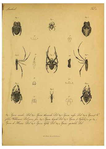 Reproducción/Reproduction 9596717303: Bijdrage tot de kennis der arachniden van den Indischen archipel.. Batavia,1857-[1859]
