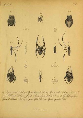 Reproducción/Reproduction 9596717303: Bijdrage tot de kennis der arachniden van den Indischen archipel.. Batavia,1857-[1859]
