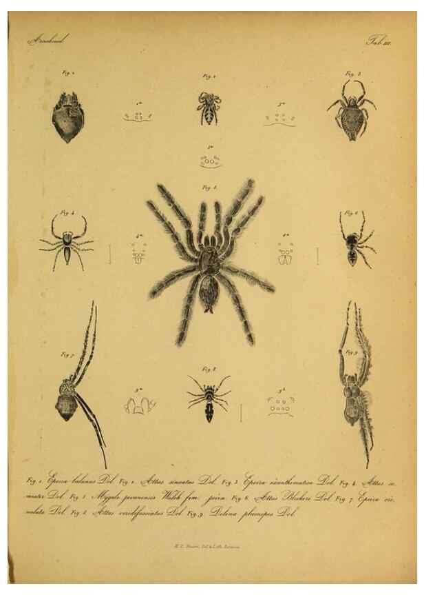 Reproducción/Reproduction 9596718105: Bijdrage tot de kennis der arachniden van den Indischen archipel.. Batavia,1857-[1859]