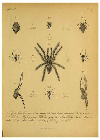 Reproducción/Reproduction 9596718105: Bijdrage tot de kennis der arachniden van den Indischen archipel.. Batavia,1857-[1859]