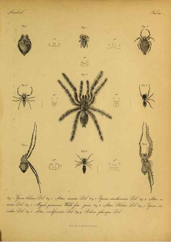 Reproducción/Reproduction 9596718105: Bijdrage tot de kennis der arachniden van den Indischen archipel.. Batavia,1857-[1859]