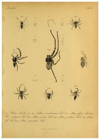 Reproducción/Reproduction 9596718705: Bijdrage tot de kennis der arachniden van den Indischen archipel.. Batavia,1857-[1859]