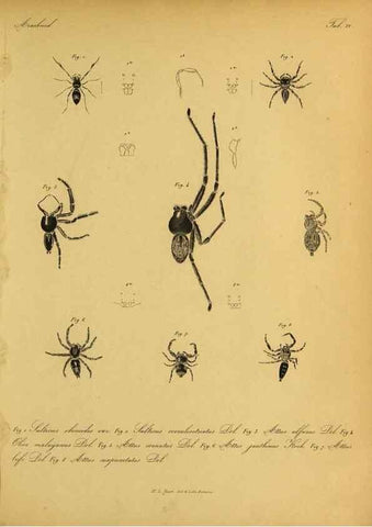 Reproducción/Reproduction 9596718705: Bijdrage tot de kennis der arachniden van den Indischen archipel.. Batavia,1857-[1859]