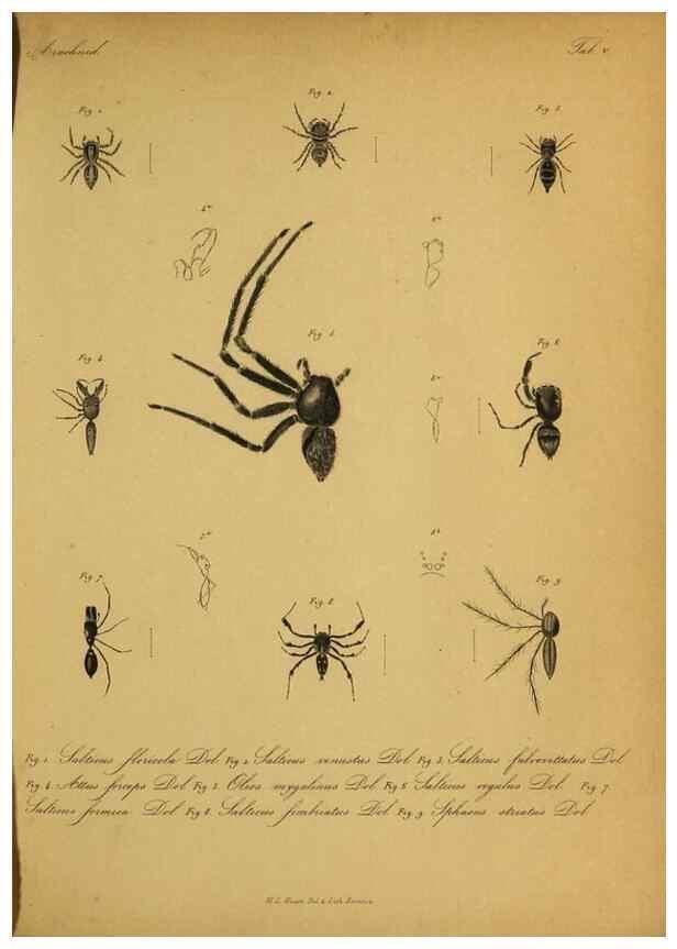 Reproducción/Reproduction 9596719337: Bijdrage tot de kennis der arachniden van den Indischen archipel.. Batavia,1857-[1859]