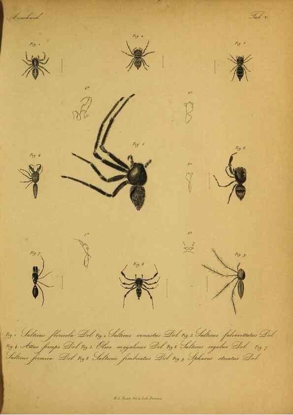 Reproducción/Reproduction 9596719337: Bijdrage tot de kennis der arachniden van den Indischen archipel.. Batavia,1857-[1859]