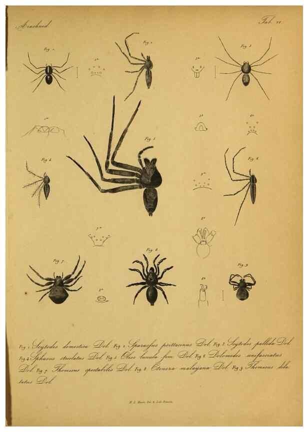 Reproducción/Reproduction 9596720107: Bijdrage tot de kennis der arachniden van den Indischen archipel.. Batavia,1857-[1859]