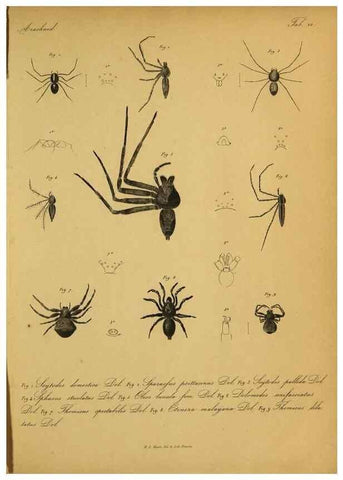 Reproducción/Reproduction 9596720107: Bijdrage tot de kennis der arachniden van den Indischen archipel.. Batavia,1857-[1859]