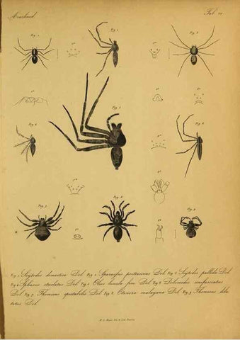 Reproducción/Reproduction 9596720107: Bijdrage tot de kennis der arachniden van den Indischen archipel.. Batavia,1857-[1859]