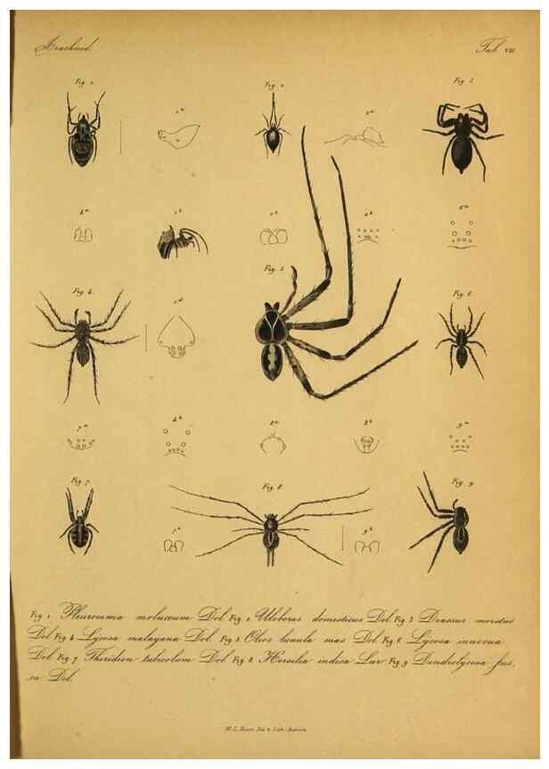 Reproducción/Reproduction 9599513500: Bijdrage tot de kennis der arachniden van den Indischen archipel.. Batavia,1857-[1859]