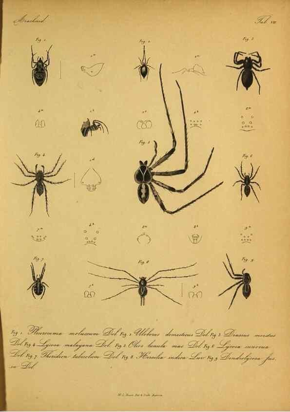 Reproducción/Reproduction 9599513500: Bijdrage tot de kennis der arachniden van den Indischen archipel.. Batavia,1857-[1859]