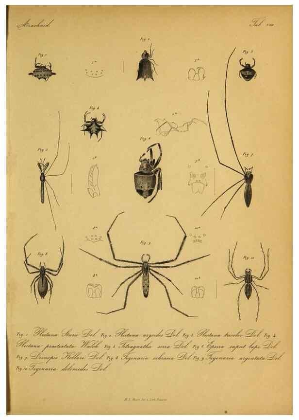 Reproducción/Reproduction 9596721701: Bijdrage tot de kennis der arachniden van den Indischen archipel.. Batavia,1857-[1859]