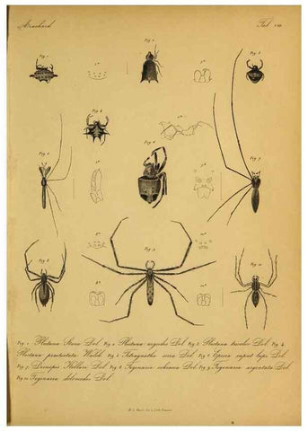 Reproducción/Reproduction 9596721701: Bijdrage tot de kennis der arachniden van den Indischen archipel.. Batavia,1857-[1859]