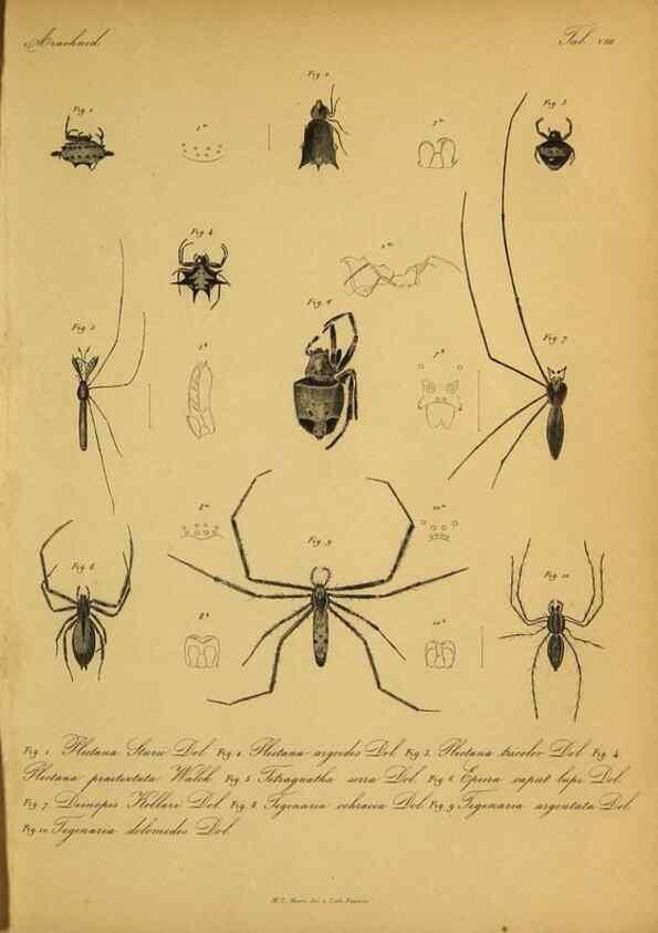 Reproducción/Reproduction 9596721701: Bijdrage tot de kennis der arachniden van den Indischen archipel.. Batavia,1857-[1859]