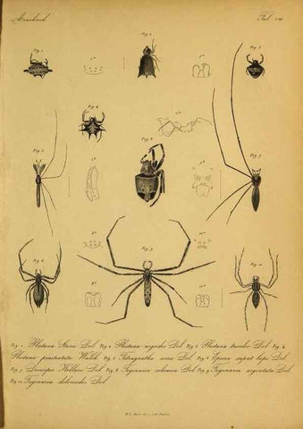 Reproducción/Reproduction 9596721701: Bijdrage tot de kennis der arachniden van den Indischen archipel.. Batavia,1857-[1859]