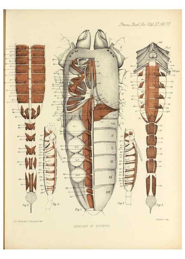 Reproducción/Reproduction 9560495597: On the muscular and endoskeletal systems of Limulus and Scorpio;. n.p.[1883?]