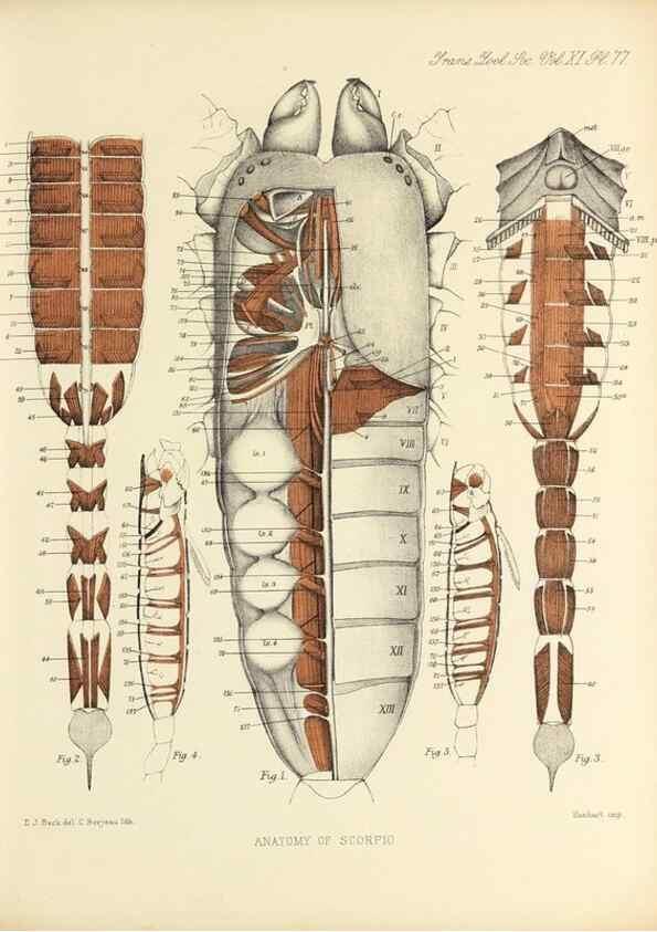 Reproducción/Reproduction 9560495597: On the muscular and endoskeletal systems of Limulus and Scorpio;. n.p.[1883?]