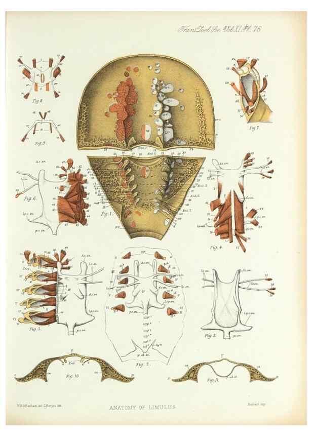 Reproducción/Reproduction 9560494639: On the muscular and endoskeletal systems of Limulus and Scorpio;. n.p.[1883?]