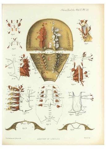Reproducción/Reproduction 9560494639: On the muscular and endoskeletal systems of Limulus and Scorpio;. n.p.[1883?]