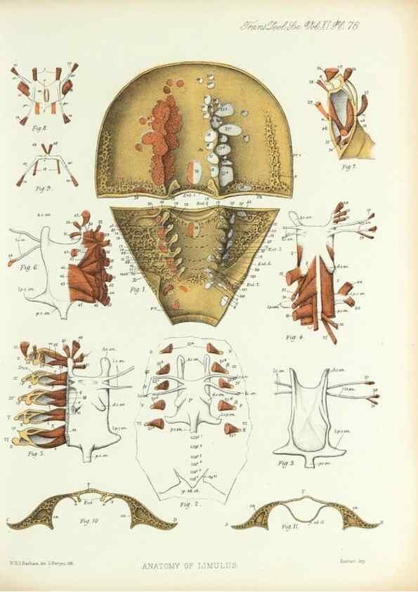 Reproducción/Reproduction 9560494639: On the muscular and endoskeletal systems of Limulus and Scorpio;. n.p.[1883?]