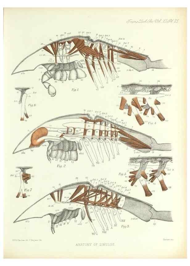 Reproducción/Reproduction 9560493605: On the muscular and endoskeletal systems of Limulus and Scorpio;. n.p.[1883?]
