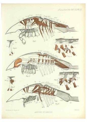 Reproducción/Reproduction 9560493605: On the muscular and endoskeletal systems of Limulus and Scorpio;. n.p.[1883?]