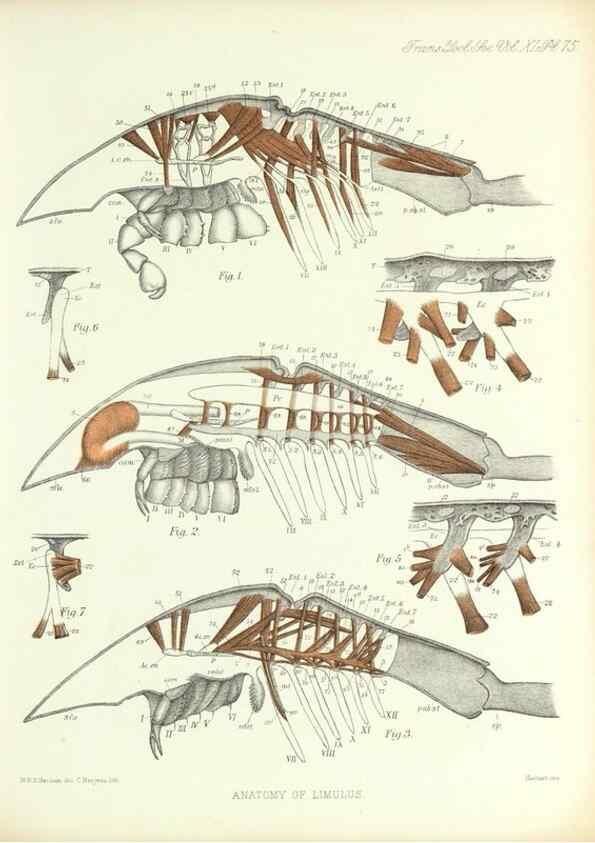 Reproducción/Reproduction 9560493605: On the muscular and endoskeletal systems of Limulus and Scorpio;. n.p.[1883?]
