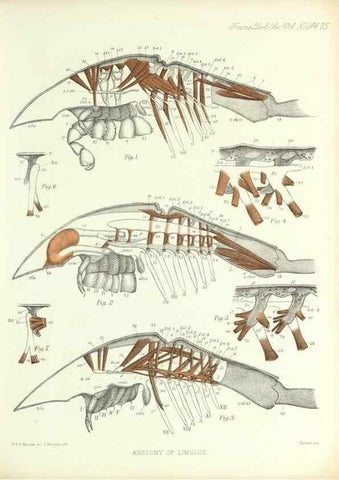 Reproducción/Reproduction 9560493605: On the muscular and endoskeletal systems of Limulus and Scorpio;. n.p.[1883?]