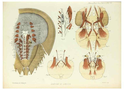 Reproducción/Reproduction 9563281816: On the muscular and endoskeletal systems of Limulus and Scorpio;. n.p.[1883?]