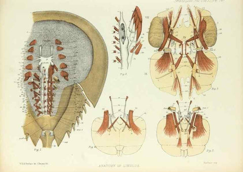 Reproducción/Reproduction 9563281816: On the muscular and endoskeletal systems of Limulus and Scorpio;. n.p.[1883?]