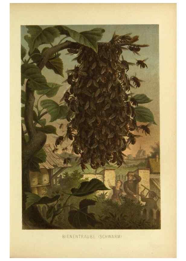 Reproducción/Reproduction 9521366307: Die Insekten, Tausendfüssler und Spinnen.. Leipzig,Bibliographische Institut,1877.