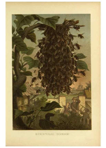 Reproducción/Reproduction 9521366307: Die Insekten, Tausendfüssler und Spinnen.. Leipzig,Bibliographische Institut,1877.