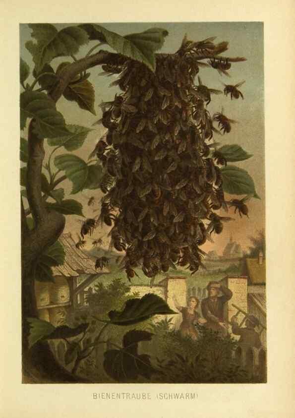 Reproducción/Reproduction 9521366307: Die Insekten, Tausendfüssler und Spinnen.. Leipzig,Bibliographische Institut,1877.