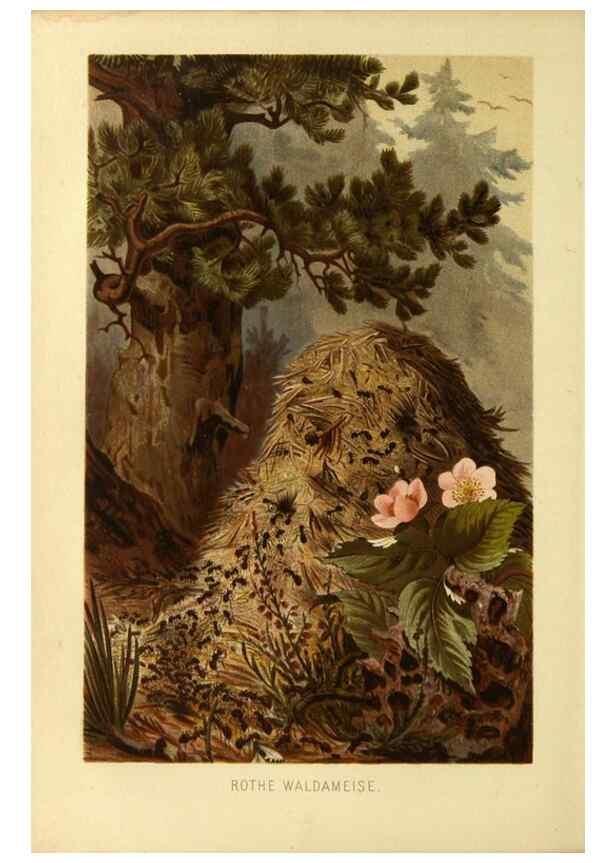 Reproducción/Reproduction 9521367523: Die Insekten, Tausendfüssler und Spinnen.. Leipzig,Bibliographische Institut,1877.
