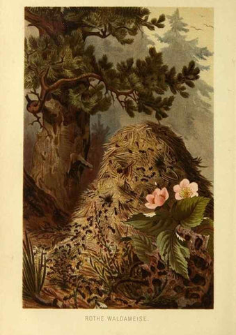 Reproducción/Reproduction 9521367523: Die Insekten, Tausendfüssler und Spinnen.. Leipzig,Bibliographische Institut,1877.
