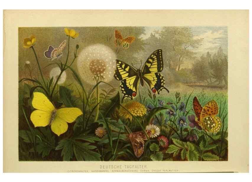 Reproducción/Reproduction 9524152192: Die Insekten, Tausendfüssler und Spinnen.. Leipzig,Bibliographische Institut,1877.