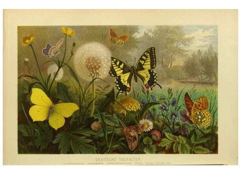 Reproducción/Reproduction 9524152192: Die Insekten, Tausendfüssler und Spinnen.. Leipzig,Bibliographische Institut,1877.