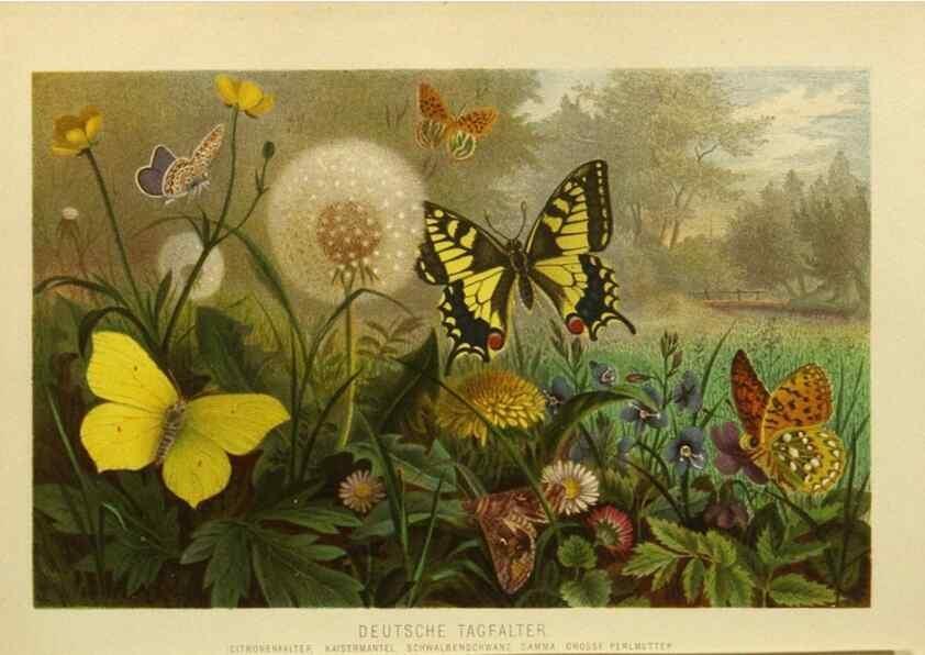 Reproducción/Reproduction 9524152192: Die Insekten, Tausendfüssler und Spinnen.. Leipzig,Bibliographische Institut,1877.