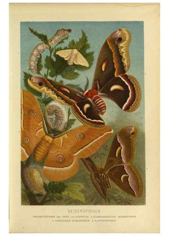 Reproducción/Reproduction 9524153374: Die Insekten, Tausendfüssler und Spinnen.. Leipzig,Bibliographische Institut,1877.