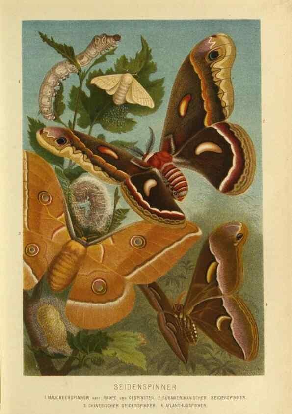 Reproducción/Reproduction 9524153374: Die Insekten, Tausendfüssler und Spinnen.. Leipzig,Bibliographische Institut,1877.